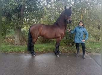 Frisone / Frisone Occidentale Mix, Castrone, 11 Anni, 155 cm, Baio