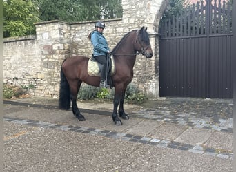Frisone / Frisone Occidentale Mix, Castrone, 11 Anni, 155 cm, Baio