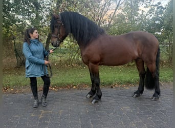 Frisone / Frisone Occidentale Mix, Castrone, 11 Anni, 155 cm, Baio