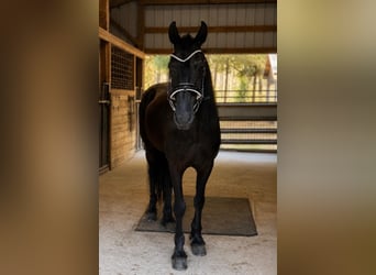 Frisone / Frisone Occidentale, Castrone, 11 Anni, 155 cm, Morello