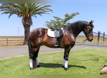 Frisone / Frisone Occidentale, Castrone, 11 Anni, 163 cm, Baio ciliegia