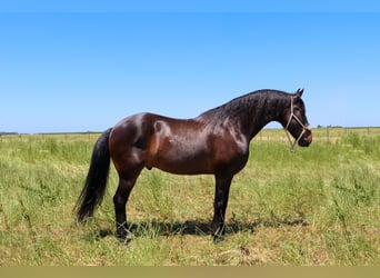 Frisone / Frisone Occidentale, Castrone, 11 Anni, 163 cm, Baio ciliegia
