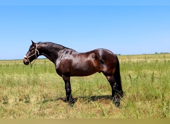 Frisone / Frisone Occidentale, Castrone, 11 Anni, 163 cm, Baio ciliegia