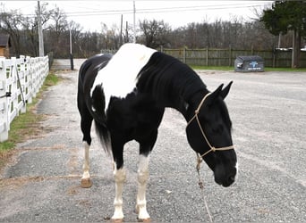 Frisone / Frisone Occidentale, Castrone, 11 Anni, 163 cm, Tobiano-tutti i colori
