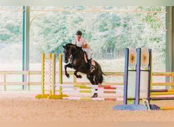 Frisone / Frisone Occidentale Mix, Castrone, 11 Anni, 170 cm, Morello