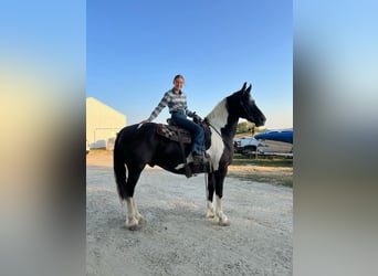 Frisone / Frisone Occidentale, Castrone, 14 Anni, 168 cm, Tobiano-tutti i colori