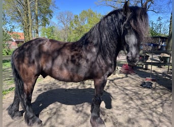 Frisone / Frisone Occidentale, Castrone, 15 Anni, 162 cm, Morello