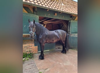 Frisone / Frisone Occidentale, Castrone, 15 Anni, 162 cm, Morello