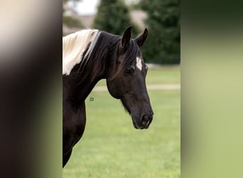 Frisone / Frisone Occidentale, Castrone, 15 Anni, 168 cm, Tobiano-tutti i colori