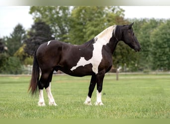 Frisone / Frisone Occidentale, Castrone, 15 Anni, 168 cm, Tobiano-tutti i colori