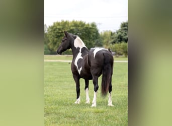 Frisone / Frisone Occidentale, Castrone, 15 Anni, 168 cm, Tobiano-tutti i colori