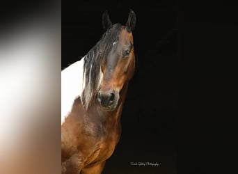 Frisone / Frisone Occidentale, Castrone, 15 Anni, Tobiano-tutti i colori