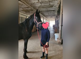 Frisone / Frisone Occidentale, Castrone, 2 Anni, 165 cm, Morello