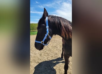 Frisone / Frisone Occidentale, Castrone, 2 Anni, 165 cm, Morello