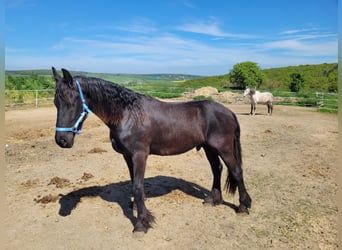 Frisone / Frisone Occidentale, Castrone, 2 Anni, 165 cm, Morello