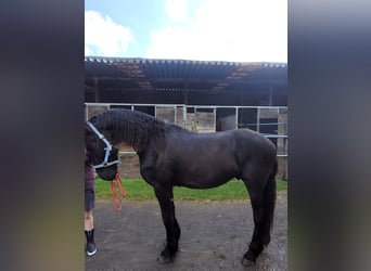 Frisone / Frisone Occidentale, Castrone, 2 Anni, 168 cm, Morello