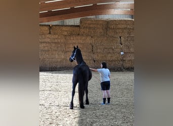 Frisone / Frisone Occidentale, Castrone, 2 Anni, 170 cm, Morello