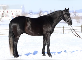 Frisone / Frisone Occidentale Mix, Castrone, 3 Anni, 155 cm, Morello