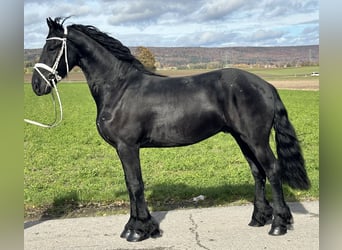 Frisone / Frisone Occidentale, Castrone, 3 Anni, 160 cm, Morello