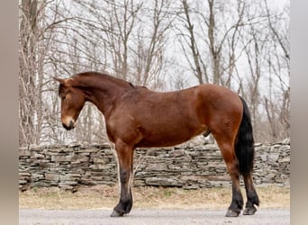 Frisone / Frisone Occidentale, Castrone, 3 Anni, 163 cm, Baio ciliegia