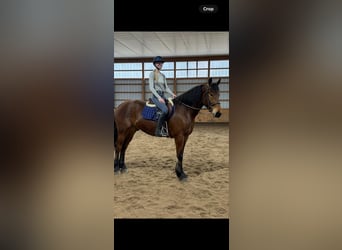 Frisone / Frisone Occidentale, Castrone, 3 Anni, 163 cm, Baio ciliegia