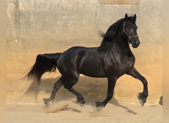 Frisone / Frisone Occidentale, Castrone, 3 Anni, 164 cm, Morello