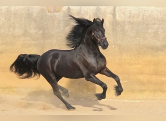 Frisone / Frisone Occidentale, Castrone, 3 Anni, 164 cm, Morello