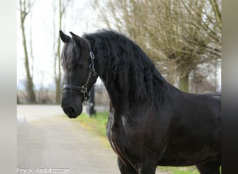 Frisone / Frisone Occidentale, Castrone, 3 Anni, 166 cm, Morello