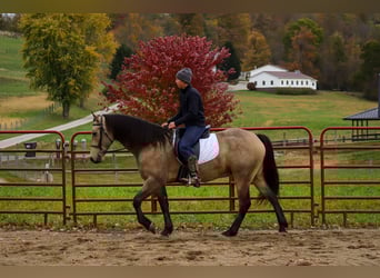 Frisone / Frisone Occidentale Mix, Castrone, 4 Anni, 157 cm, Pelle di daino