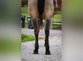 Frisone / Frisone Occidentale Mix, Castrone, 4 Anni, 157 cm, Pelle di daino