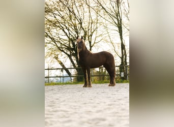 Frisone / Frisone Occidentale Mix, Castrone, 4 Anni, 157 cm, Sauro scuro