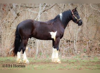 Frisone / Frisone Occidentale, Castrone, 4 Anni, 157 cm, Tobiano-tutti i colori