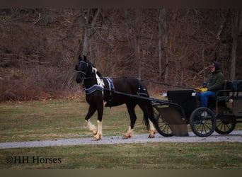Frisone / Frisone Occidentale, Castrone, 4 Anni, 157 cm, Tobiano-tutti i colori