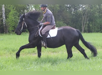 Frisone / Frisone Occidentale Mix, Castrone, 4 Anni, 158 cm, Morello