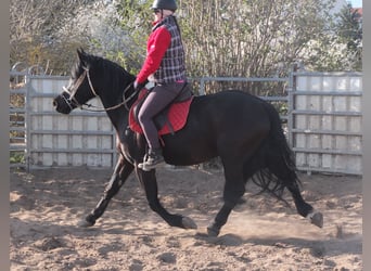 Frisone / Frisone Occidentale Mix, Castrone, 4 Anni, 158 cm, Morello
