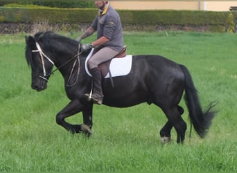 Frisone / Frisone Occidentale Mix, Castrone, 4 Anni, 158 cm, Morello