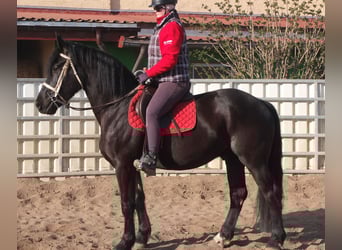 Frisone / Frisone Occidentale Mix, Castrone, 4 Anni, 158 cm, Morello