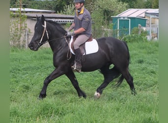 Frisone / Frisone Occidentale Mix, Castrone, 4 Anni, 158 cm, Morello