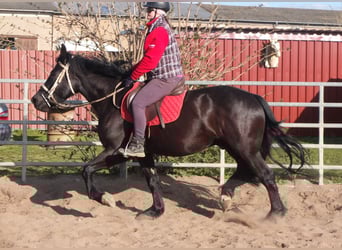 Frisone / Frisone Occidentale Mix, Castrone, 4 Anni, 158 cm, Morello