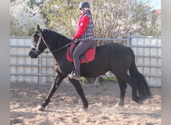 Frisone / Frisone Occidentale Mix, Castrone, 4 Anni, 158 cm, Morello