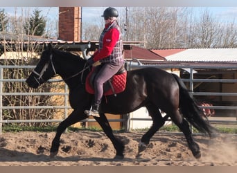 Frisone / Frisone Occidentale Mix, Castrone, 4 Anni, 158 cm, Morello