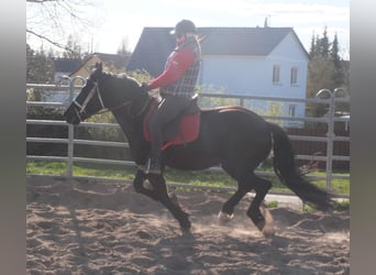 Frisone / Frisone Occidentale Mix, Castrone, 4 Anni, 158 cm, Morello