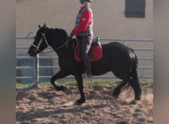 Frisone / Frisone Occidentale Mix, Castrone, 4 Anni, 158 cm, Morello