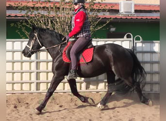 Frisone / Frisone Occidentale Mix, Castrone, 4 Anni, 158 cm, Morello
