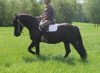 Frisone / Frisone Occidentale Mix, Castrone, 4 Anni, 158 cm, Morello