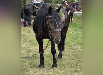 Frisone / Frisone Occidentale, Castrone, 4 Anni, 161 cm, Baio nero