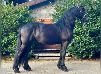 Frisone / Frisone Occidentale, Castrone, 4 Anni, 161 cm, Morello