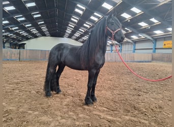 Frisone / Frisone Occidentale, Castrone, 4 Anni, 162 cm, Morello