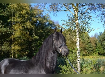 Frisone / Frisone Occidentale, Castrone, 4 Anni, 162 cm, Morello