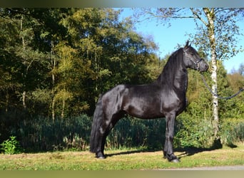 Frisone / Frisone Occidentale, Castrone, 4 Anni, 162 cm, Morello